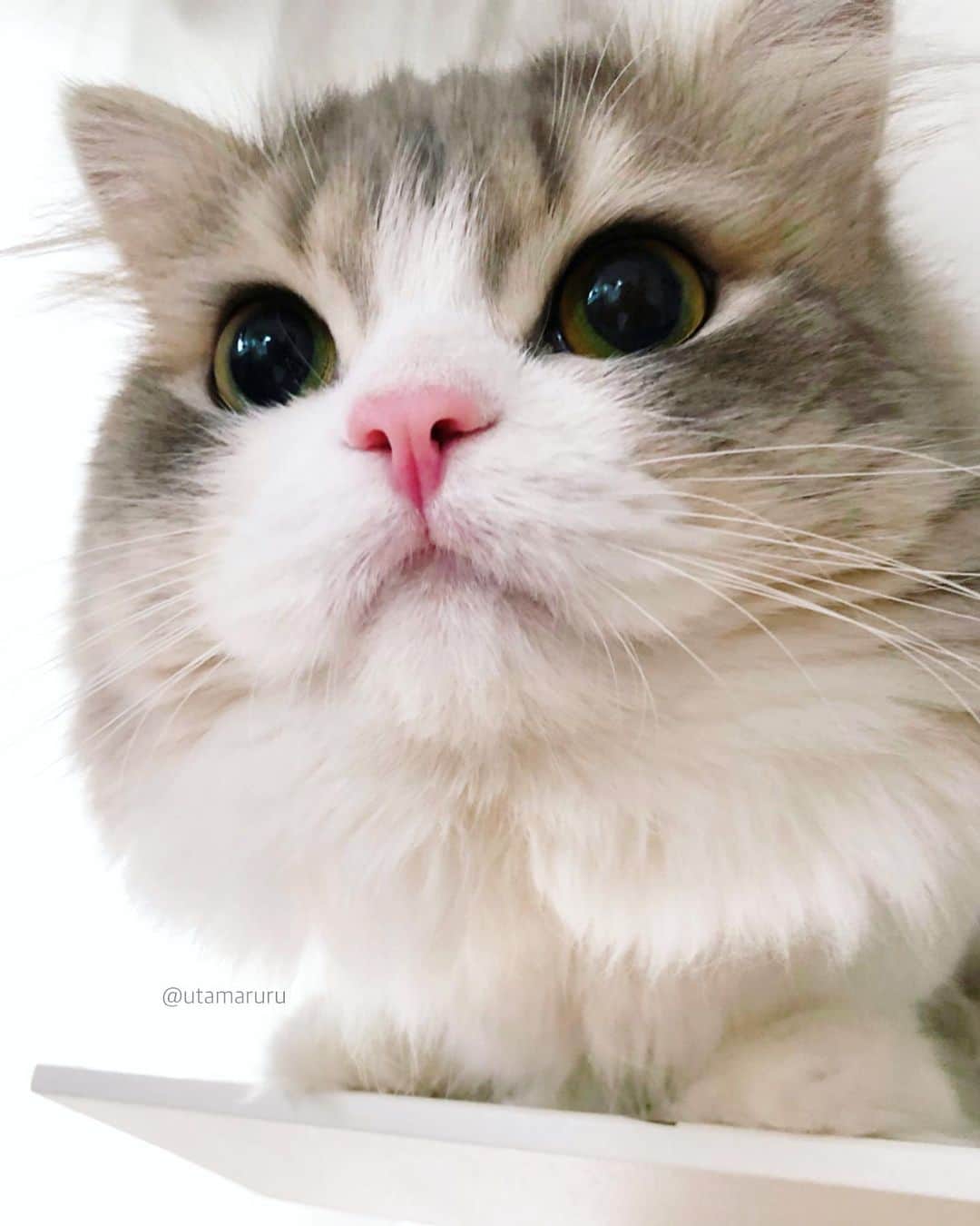 詩丸のインスタグラム：「おはようございます😊 今日はとても寒いですね☔️😣 獅子丸「みんにゃ、あったくしてお出かけするにゃんよ〜🐾」 . "It's very cold today☔️ Stay warm, don't catch a cold ❄️🐾" Shishimaru🌟 .」