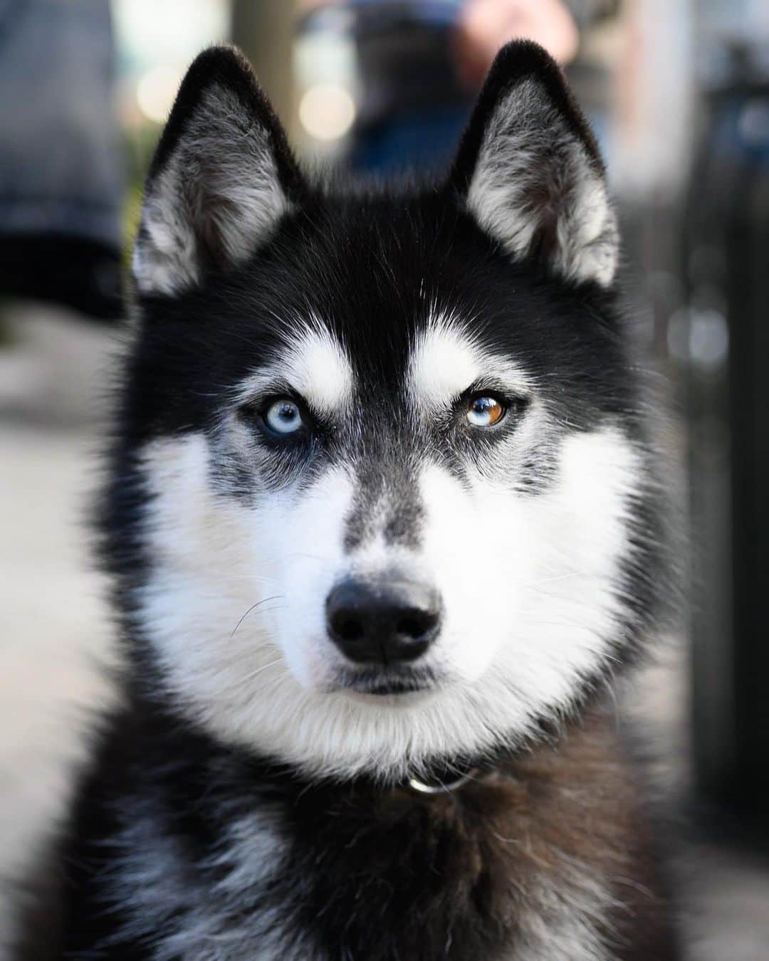The Dogistさんのインスタグラム写真 - (The DogistInstagram)「James, Siberian Husky (7 y/o), Union Square, New York, NY • “He loves ripping squeaker toys out of plush things.”」1月28日 11時01分 - thedogist