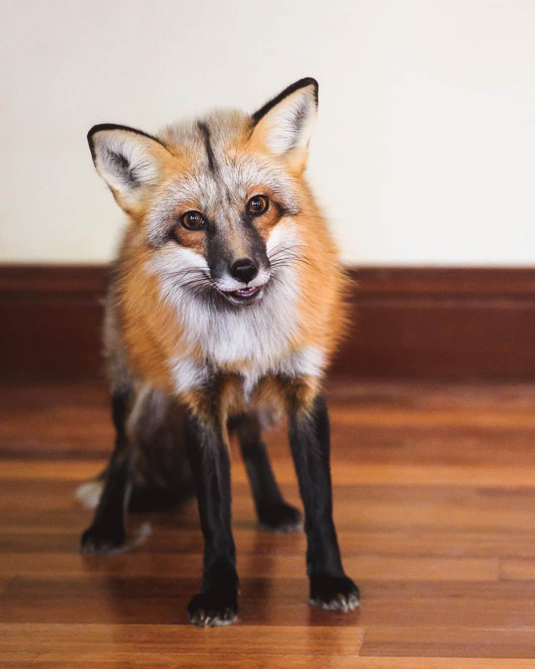 Rylaiさんのインスタグラム写真 - (RylaiInstagram)「Manic Mondays: spokesfox is Liberty Belle (aka Reggie). . If you have met LB, you totally get that and are likely laughing.  LB is our rescued American fox.  She was placed with us thru a non-profit Keepers of the Bond, that we have done lots of singer rescues with!!! These people are special and when they asked if we could take LB, we said sure thing!! Her sister and brother are currently living at @wildspiritwolfsanctuary - because in this non-profit animal rescue world, #ittakesavillage . LB is a tiny little fox. She is super petite, but FULL of sass!!! A true American Girl! 🇺🇸🇺🇸🇺🇸 If you have been to one of our #private #fox #encounters, you didn’t meet LB.... as she becomes very fearful around new people, new things, and, well, sometimes just a soft summer breeze.  She has a very strong fight/flight response!!! In fact, our training session had to end because Melissa sneezed and it freaked her out so much, we couldn’t get her back!! . This is why we have the amazing #Russian #domesticated #foxes - Viktor, Mikhail and Maksa - as their temperament is very stable and do not experience the stress response that the non-domesticated foxes have.  We have discussed the difference between taming and domesticated previously.... but shall cover this fascinating topic in another post today!! For now, enjoy this absolutely stunning photo of Liberty Belle. . 📸 by @dandeliondreamsphoto 🙏 you for taking photos of this precious girl in a comfortable space for her!!! . . #libertybelle #regfie #lb #libbybelle #american #americanmade #rescue #captivebred #foxrescue #saveafox #help #animalwelfare #lovefoxes #foxylady #foxesofig #manicmonday #mmwithLB #trainingafox #training #foxy #sandiego #vpc20」1月28日 11時04分 - jabcecc