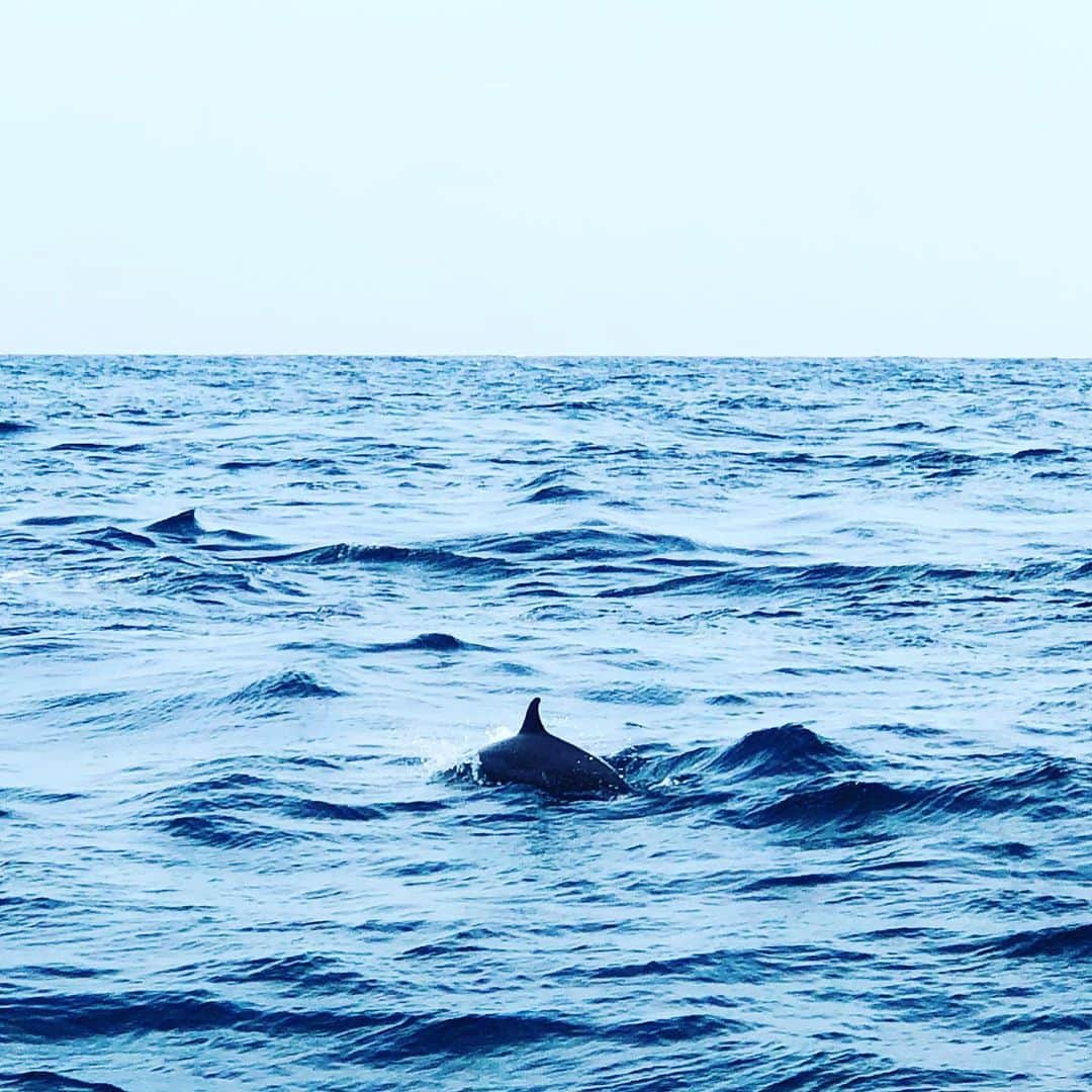 クリスヴァンアッシュさんのインスタグラム写真 - (クリスヴァンアッシュInstagram)「THE ART OF TRYING TO CATCH DOLPHINS ON FILM  #dolphins #maldives #krisvanassche」1月28日 11時33分 - kris_van_assche