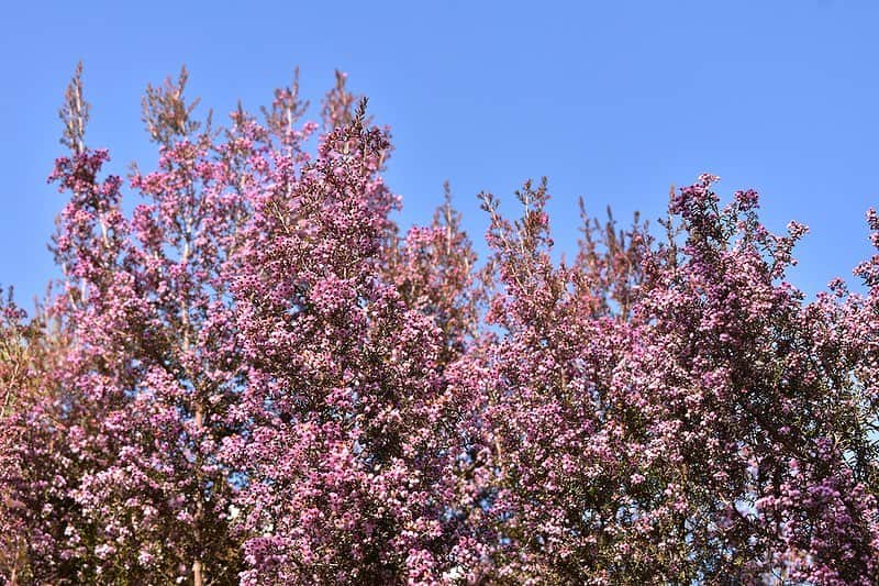 生活の木 メディカルハーブガーデン薬香草園【公式】さんのインスタグラム写真 - (生活の木 メディカルハーブガーデン薬香草園【公式】Instagram)「【1月のガーデン便り】 ㅤㅤㅤㅤㅤㅤㅤㅤㅤㅤ 一見お庭の色味が少なく感じられる今時期ですが、 実は、春に向けて植物たちは確実に準備を進めています。 寒い季節でも早春を感じさせるサインをご紹介します♪ ㅤㅤㅤㅤㅤㅤㅤㅤㅤㅤ 🔸画像①ヒースの花 満開の見頃を迎えています💐✨ 空気は冬らしくひんやりとしますが、 お天気の良い日には青空にピンクの花が映えます🌸 ㅤㅤㅤㅤㅤㅤㅤㅤㅤㅤ 🔸画像②ミモザの蕾 春の訪れを感じる花として人気の高いミモザ。 枝の先端が徐々に黄色く色付き、 たくさんの蕾を付けて暖かくなるのを待っています😌✨ ㅤㅤㅤㅤㅤㅤㅤㅤㅤㅤ 🔸画像③スイセン 球根から、ニョキニョキと葉っぱが生えています🌱 球根植物は葉っぱを成長させながら冬を越し、 早いものでは2月の下旬頃からお花が咲き始めます🌼  #生活の木 #メディカルハーブ#薬香草園 #メディカルハーブガーデン #ハーブハウス#メディカルハーブハウス #ハーブ#ハーブ🌿#ハーブガーデン #埼玉#飯能#ガーデン#ガーデナー #冬#冬の花 #冬季#春待ち#早春 #ヒース#ミモザ#スイセン #香りのある暮らし #ハーブのある暮らし #植物のある暮らし #winter #snow#☃️ #ウェルネス#ウェルビーイング」1月28日 11時50分 - treeoflife_garden