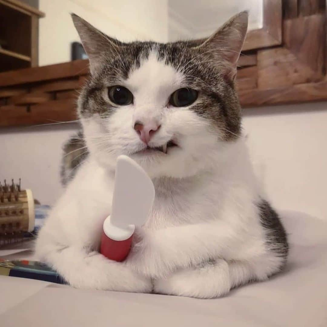 9GAGさんのインスタグラム写真 - (9GAGInstagram)「Felt cute might stab you later⠀ 📸 @snarlomarlo⠀ -⠀ #cat #knivesout #9gag」1月28日 12時00分 - 9gag