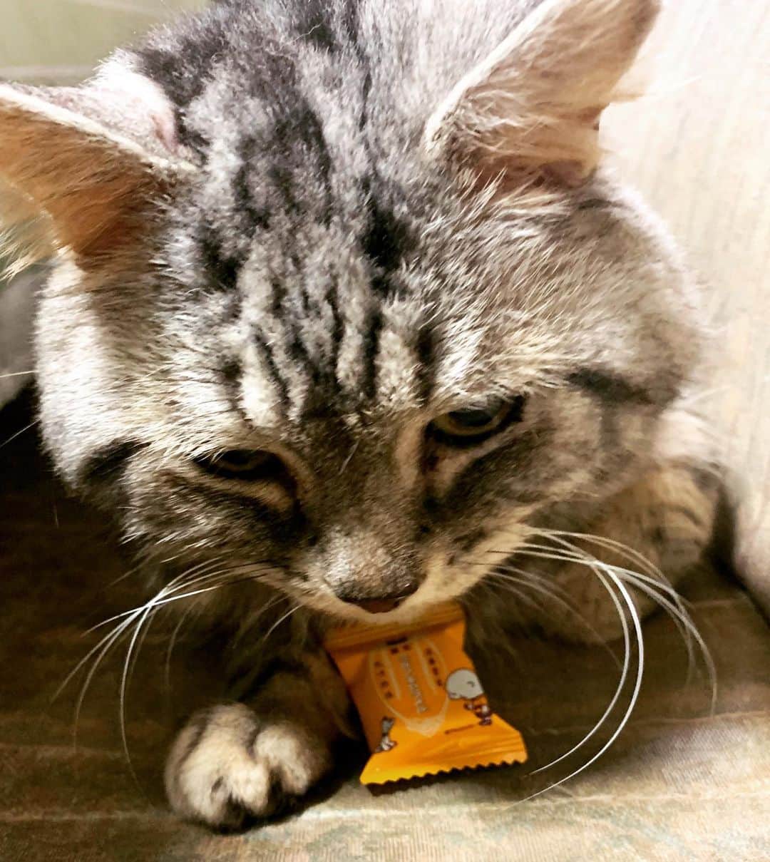 奥山レイカさんのインスタグラム写真 - (奥山レイカInstagram)「キャラメル食べるの？ #ねこすたぐらむ #ネコ #いえねこ #ねこすき」1月28日 12時32分 - rks631