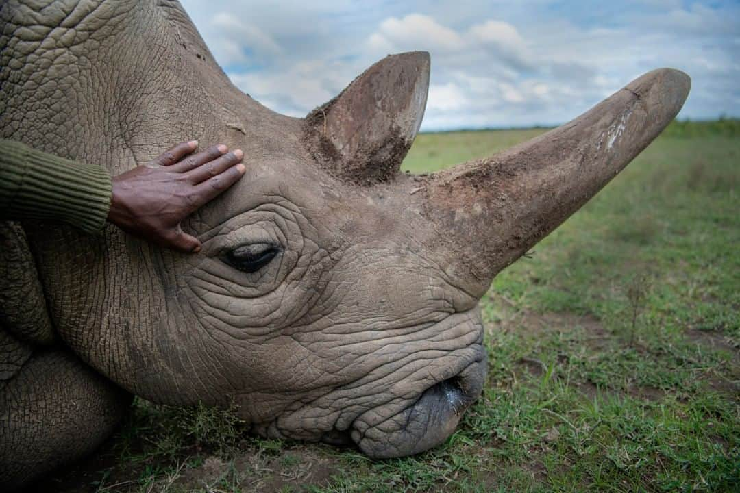 ナショナルジオグラフィックさんのインスタグラム写真 - (ナショナルジオグラフィックInstagram)「Photo by @amivitale | Rhino keeper Zacharia Mutai touches Najin, one of the last two northern white rhinos on the planet. Najin, with her daughter Fatu, is cared for by the dedicated team at @OlPejeta Conservancy in northern Kenya. Fossil records suggest that rhinos have existed for 50 million years, and they've lived on this planet for millions of years—yet it's possible they might not survive mankind. However, an extraordinary team from Leibniz Institute for Zoo and Wildlife Research (@leibnizizw) #Avantea, @OlPejeta Conservancy, @KenyaWildlifeService and @SafariParkDvurKralove is working hard to make sure this ancient species continues to walk the earth. The group just successfully created three northern white rhino embryos from eggs extracted from the last two living female northern white rhinos. These embryos are now stored in liquid nitrogen to be transferred into a surrogate mother in the near future. Learn more including how to help by following @amivitale and @BioRescue_Project  @bmbf.bund @leibnizgemeinschaft @natgeo @natgeoimagecollection @thephotosociety @nikonusa @photography.for.good #NorthernWhiteRhinos #dontletthemdisappear #kenya #rhinos  Editor’s Note: A previous version on this caption stated that two embryos had been extracted. In fact, three embryos have been extracted. This caption has been updated.」1月28日 12時34分 - natgeo