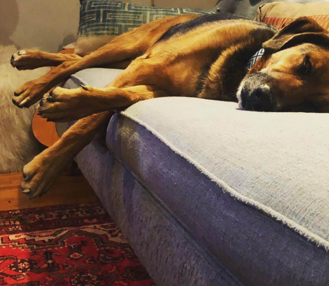 スコット・フォーリーのインスタグラム：「While the energy is up on this @abc_bachelor Monday, not every member of the family shares @themeanchick ‘s excitement. #LucyGoose」