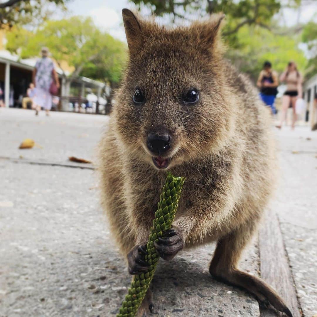 旅行比較サイト・トラベルコ 理想の旅を、いちばん安く。のインスタグラム：「にっこり愛らしいお顔の希少動物 #クオッカ をご存知ですか？﻿ ﻿ 西オーストラリア州の #ロットネスト島 に生息するクオッカはとても人懐っこく、近くに寄って一緒にセルフィーが撮れるとあって大人気なんですよ💗﻿ ﻿ 州都 #パース から日帰りで行ける観光スポットとして人気の #ロットネスト島 はクオッカのほか、多数の美しいビーチや湾も魅力🏖﻿ ﻿* 昨年成田からの直行便が就航し、さらに行きやすくなった #パース へぜひ出かけてみませんか？ トラベルコ特派員ブログでは情報満載の旅レポートを配信中です✍️✨﻿ ﻿ クオッカの可愛いショットをもっと見たーい😍という方は【 #quokkaselfies 】からどうぞ💡 * * * あなたが訪れた旅先での写真に《 @travelko_chan 》《 #トラベルコ 》《 #travelko 》とタグ付けして投稿してみてください！こちらのアカウントで紹介させていただくかもしれません♪﻿ *﻿ *﻿ *﻿ #オーストラリア #西オーストラリア州 #パース #ロットネスト島 #島 #クオッカ #perth #quokka #quokkaselfies #animals #visitwesternaustralia #rottnestisland #絶景 #旅行 #海外旅行 #travel #trip #sightseeing #フォトジェニック #旅行好きな人と繋がりたい #動物好きな人と繋がりたい #女子旅 #カメラ女子 #カメラ男子 #instatravel #travelgram #instagood #travelko #トラベルコ #トラベルコちゃん @westernaustralia」