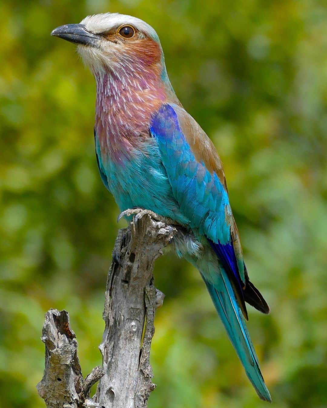 アメリカ自然史博物館さんのインスタグラム写真 - (アメリカ自然史博物館Instagram)「Can you believe the colorful plumage of the Lilac-breasted Roller (Coracias caudatus)? This vibrant bird is found in sub-Saharan Africa, where it lives in open woodland or grassland habitats. It’s often seen perched on trees scanning the area for insects to snack on. Both males and females come in the array of pink and blue hues. Males are known for their acrobatic courtship rituals, which include a series of rolling, twisting, looping, and diving movements. Photo: Bernard Dupont」1月28日 13時43分 - amnh