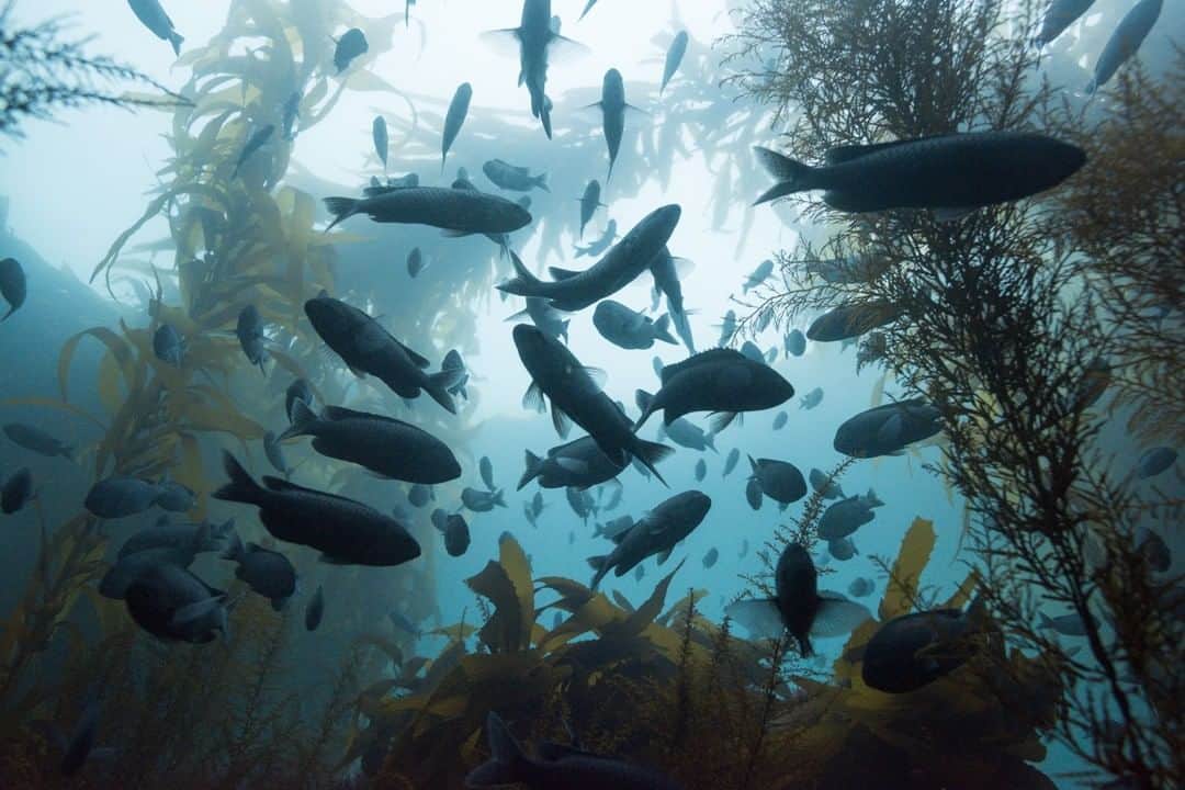 National Geographic Travelさんのインスタグラム写真 - (National Geographic TravelInstagram)「Photo by @steven_gnam | The kelp forest is always in motion, swaying likes trees in the wind. As I drift near the bottom, carried by the tidal rhythm, the kelp comes alive. Fish that were hiding and camouflaged as I dove down now swim into the openings. It reminds me of being in a terrestrial forest after the birds forget you are there. Free diving off the southern California coast.」1月28日 14時10分 - natgeotravel