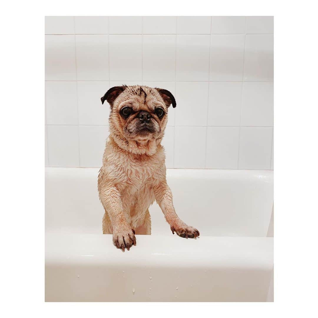 Melissa Santiagoのインスタグラム：「✨ Sparkling clean ✨ #DailyPug #LeicaHarrietPancakes #Pug #pugsofinstagram」