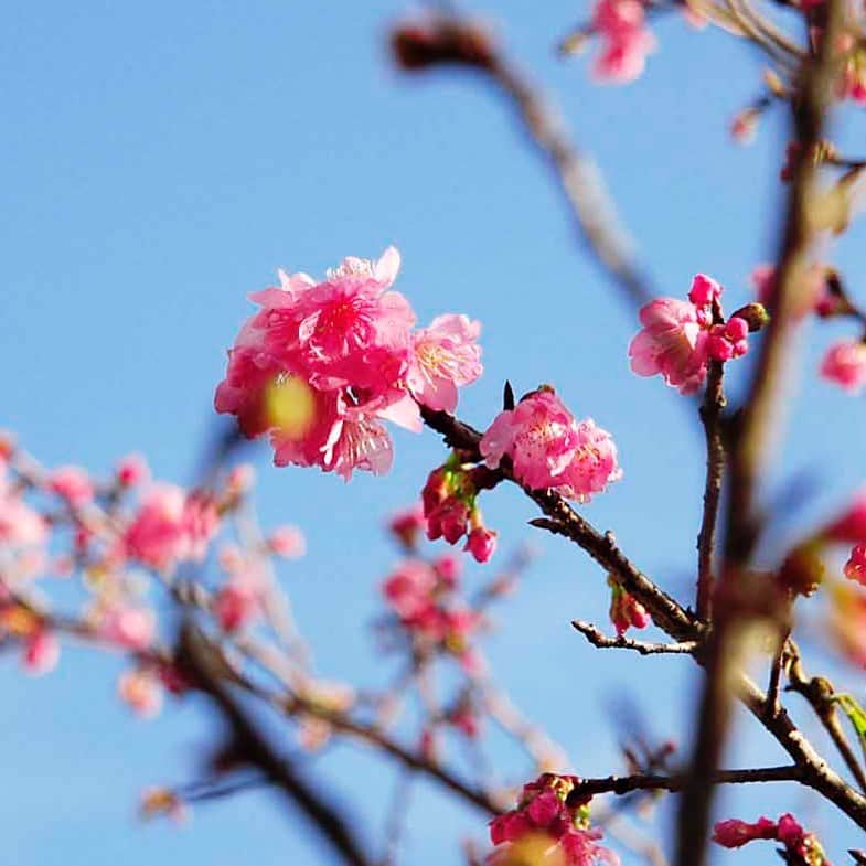 【公式】ルネッサンスリゾートオキナワのインスタグラム：「沖縄の桜、「カンヒザクラ(寒緋桜)」の季節になりました。濃いピンク色とベルの形が特徴的の可愛らしい桜です。 本島北部では現在、桜まつりも開催されており、中南部、南部へと開花が進みます。  #沖縄 #リゾート #ホテル #ルネッサンスリゾートオキナワ﻿ #okinawa #resort #hotel #renaissanceokinawaresort #renhotelscfe this」
