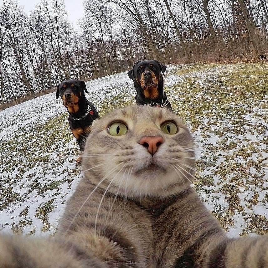 Cute baby animal videos picsさんのインスタグラム写真 - (Cute baby animal videos picsInstagram)「But first let me take a selfie :) By: @yoremahm . . . .  #selfiecat #selfie #petsofinstagram #pets #catsofinstagram #cats #perspective #cats_of_instagram #kedi #travel #funny #dogs #cool #awesome #selfietime」1月28日 15時27分 - cutie.animals.page