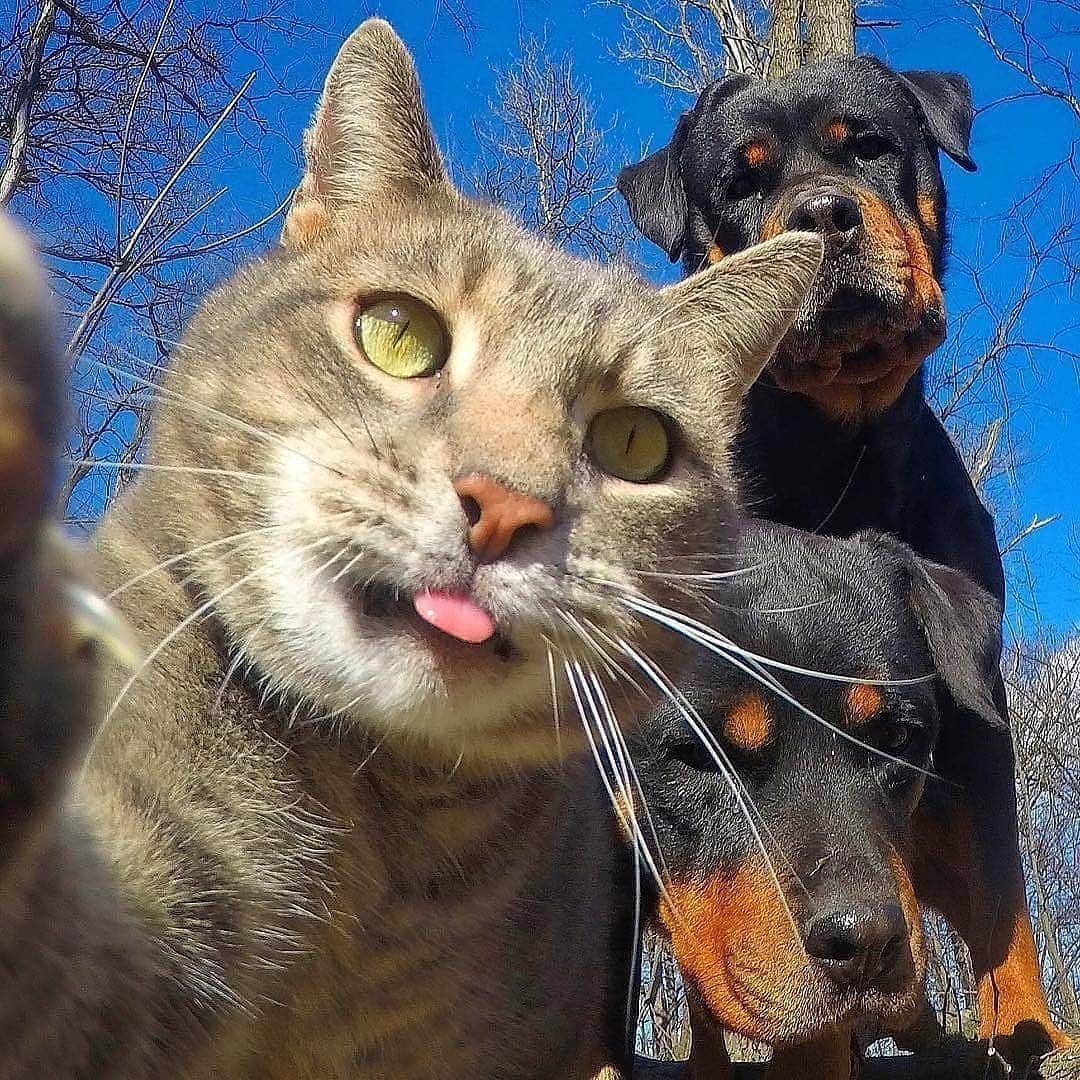 Cute baby animal videos picsさんのインスタグラム写真 - (Cute baby animal videos picsInstagram)「But first let me take a selfie :) By: @yoremahm . . . .  #selfiecat #selfie #petsofinstagram #pets #catsofinstagram #cats #perspective #cats_of_instagram #kedi #travel #funny #dogs #cool #awesome #selfietime」1月28日 15時27分 - cutie.animals.page