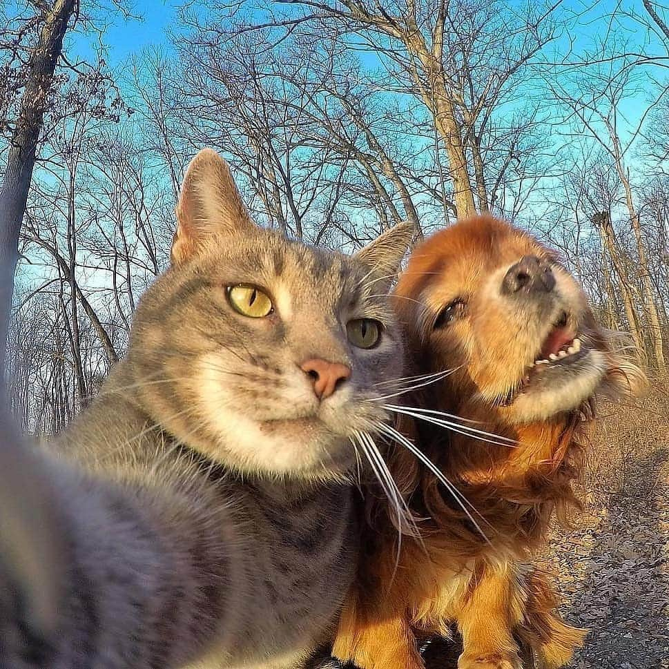 Cute baby animal videos picsさんのインスタグラム写真 - (Cute baby animal videos picsInstagram)「But first let me take a selfie :) By: @yoremahm . . . .  #selfiecat #selfie #petsofinstagram #pets #catsofinstagram #cats #perspective #cats_of_instagram #kedi #travel #funny #dogs #cool #awesome #selfietime」1月28日 15時27分 - cutie.animals.page