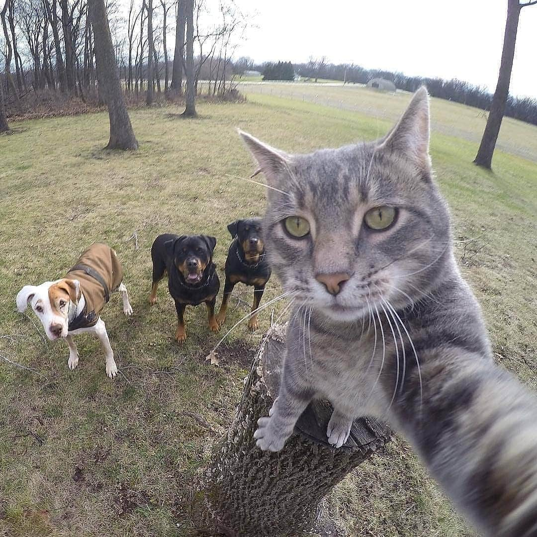 Cute baby animal videos picsさんのインスタグラム写真 - (Cute baby animal videos picsInstagram)「But first let me take a selfie :) By: @yoremahm . . . .  #selfiecat #selfie #petsofinstagram #pets #catsofinstagram #cats #perspective #cats_of_instagram #kedi #travel #funny #dogs #cool #awesome #selfietime」1月28日 15時27分 - cutie.animals.page