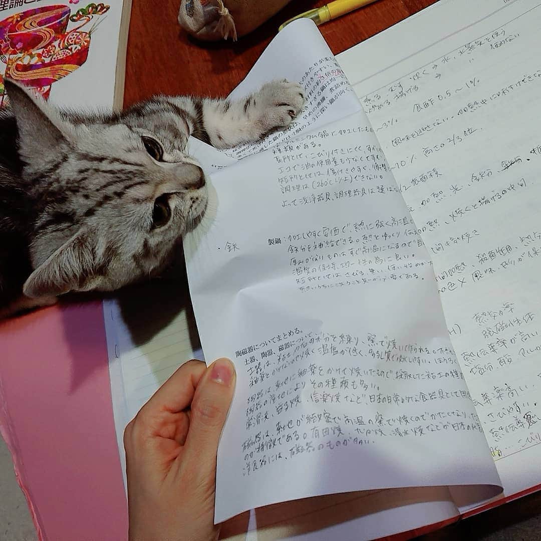 園原ゆかりのインスタグラム