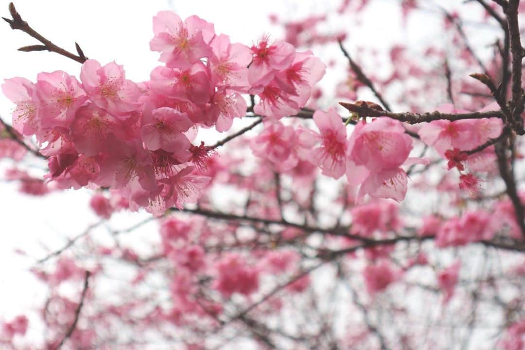 RENA さんのインスタグラム写真 - (RENA Instagram)「雨が降る日曜日、日本一早く咲く桜を見に日南の北郷駅へ🌸 ． 人が全然いなくて静かでキレイだったなぁ✨ ． ． ． #宮崎 #日南 #北郷駅 #八重桜 #冬の桜 #桜 #旅女 #バックパッカー #オトナ女子 #miyazaki #trip #backpacker #beautifulworld #cherryblossom」1月28日 16時12分 - rena_flare