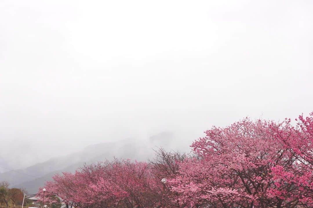 RENA さんのインスタグラム写真 - (RENA Instagram)「雨が降る日曜日、日本一早く咲く桜を見に日南の北郷駅へ🌸 ． 人が全然いなくて静かでキレイだったなぁ✨ ． ． ． #宮崎 #日南 #北郷駅 #八重桜 #冬の桜 #桜 #旅女 #バックパッカー #オトナ女子 #miyazaki #trip #backpacker #beautifulworld #cherryblossom」1月28日 16時12分 - rena_flare