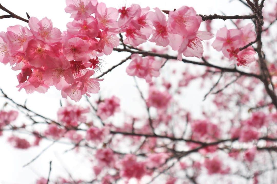 RENA さんのインスタグラム写真 - (RENA Instagram)「雨が降る日曜日、日本一早く咲く桜を見に日南の北郷駅へ🌸 ． 人が全然いなくて静かでキレイだったなぁ✨ ． ． ． #宮崎 #日南 #北郷駅 #八重桜 #冬の桜 #桜 #旅女 #バックパッカー #オトナ女子 #miyazaki #trip #backpacker #beautifulworld #cherryblossom」1月28日 16時12分 - rena_flare