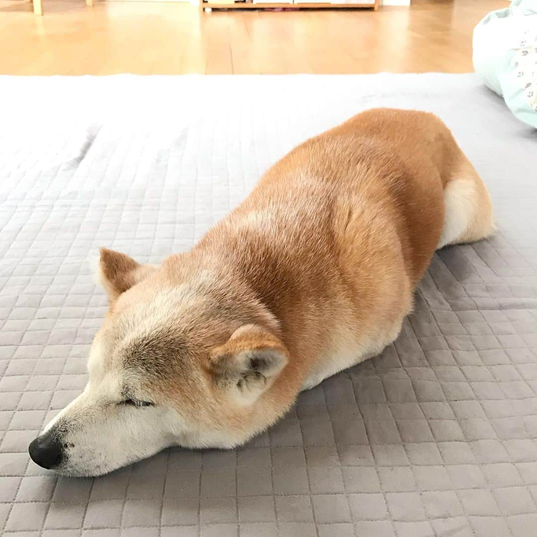 柴犬リリコのインスタグラム