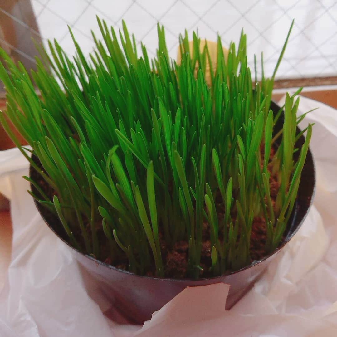 KAORUさんのインスタグラム写真 - (KAORUInstagram)「猫の食べる草を買った！ やっと買えた！  #Marvelouspro #ブリティッシュショートヘア  #諭吉 #猫草」1月28日 16時28分 - yukisaku_88