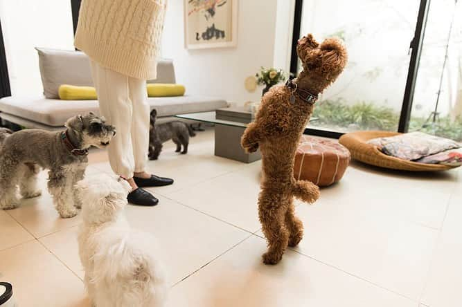 大日方久美子さんのインスタグラム写真 - (大日方久美子Instagram)「・ 犬たちとの生活をより良くする為に引越しをした私たち。  今、同じようにペットの為に住み替えをしたりリノベーションを、したりする「ペットのリハウス」が注目されているそうで、もれなく私もその1人です。  今回リライフモードで取材していただいた我が家の犬たちとの様子や、将来どんなペットのリハウスをしたいかなどお話させていただきました。  他にも犬たちを中心とした家を建てたり、ドックトレーナーさんの視点から見た理想の家など勉強になる記事も公開されています！ (理想的な一軒家だった！) ・ ・ 私もいつか犬たちがより良く暮らせる家を建てて、病気の子や大型犬の保護活動もしたい🙏🏻 ・ インタビュー記事はストーリーから。ハイライトにも残しておきます。 ・ ・ #ペットリハウス  #PR #犬がいる生活  #犬は家族 #保護犬を家族に  #ペットショップに行く前に #譲渡会 へ」1月28日 16時37分 - kumi511976