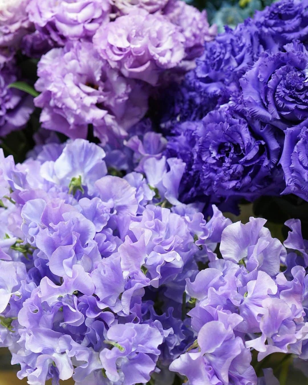 AOYAMA_HANAMOのインスタグラム：「フリルのついた花びらが可愛らしい印象の、スイートピーとトルコキキョウ。同じ紫色でも、淡い紫であったり青みがかった濃い紫だったり、少しずつニュアンスが異なります。 自然が作り出すグラデーションカラーに、思わず見とれてしまいました。 - - - #aoyamahanamo #flowers #flowershop #florist #instaflower #flowergram #flowerstagram #flowerlovers #花 #花屋 #生花店 #フラワー #ザ花部 #花のある暮らし #花のある生活 #花好きな人と繋がりたい #青山花茂 #スイートピー #トルコキキョウ #sweetpea #eustoma #紫色の花 #プレゼント #フラワーギフト #flowergift」