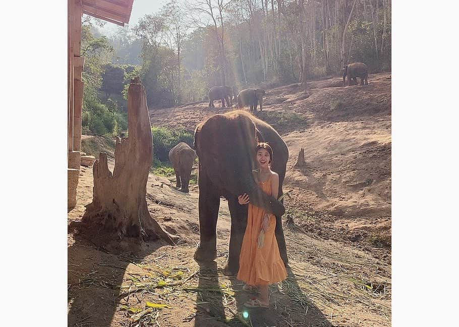 suna（ソナ）さんのインスタグラム写真 - (suna（ソナ）Instagram)「코끼리가🐘 아침에 깨우러 오는 호텔」1月28日 16時57分 - ggulggulsuna