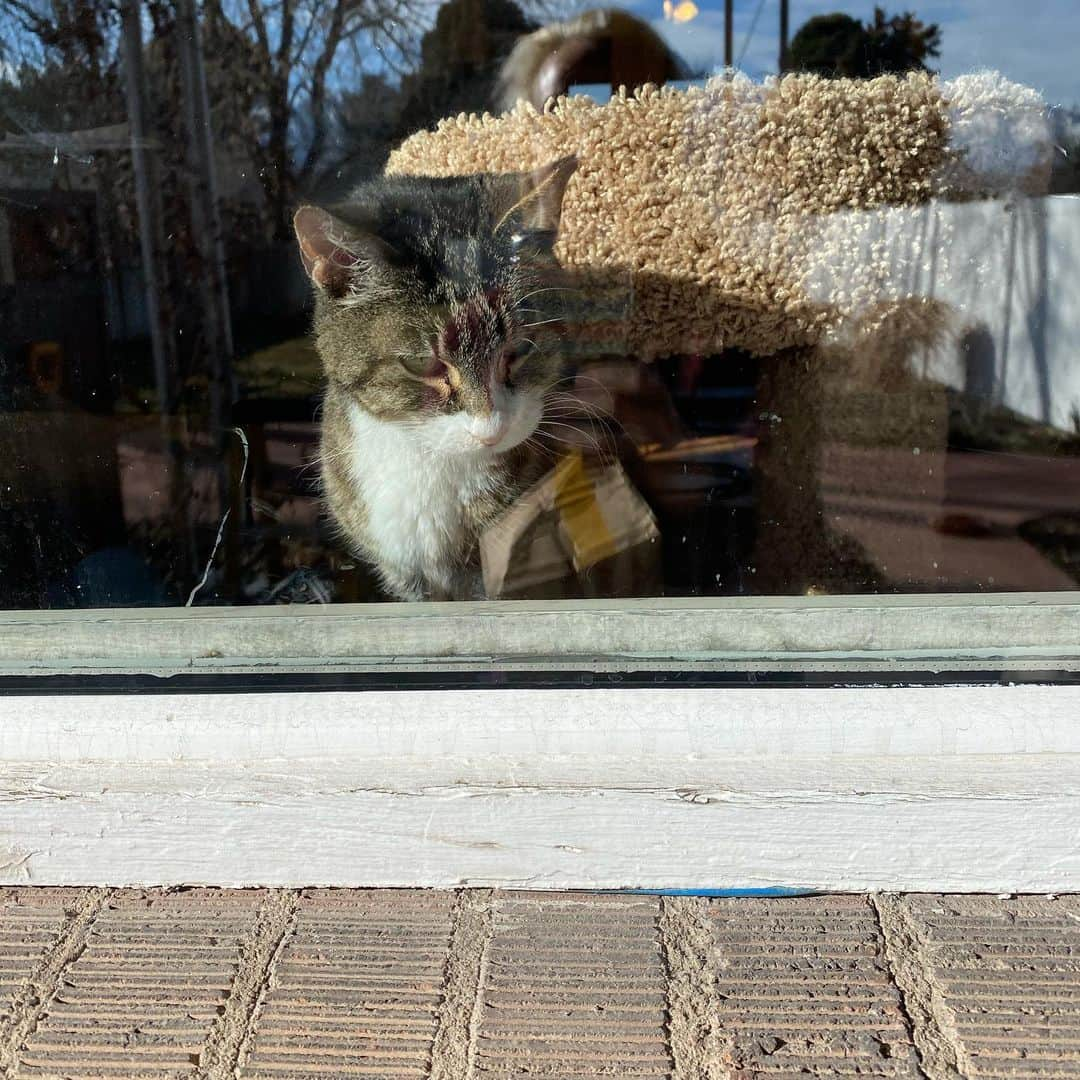 アルベルトさんのインスタグラム写真 - (アルベルトInstagram)「Last day, and we all know it. He’s not himself & my old pal who raced me to the food, played & laid with me, fought me for the top perch is a sad cat. It’s time.  We all love you Buddy.」1月29日 3時15分 - pompous.albert