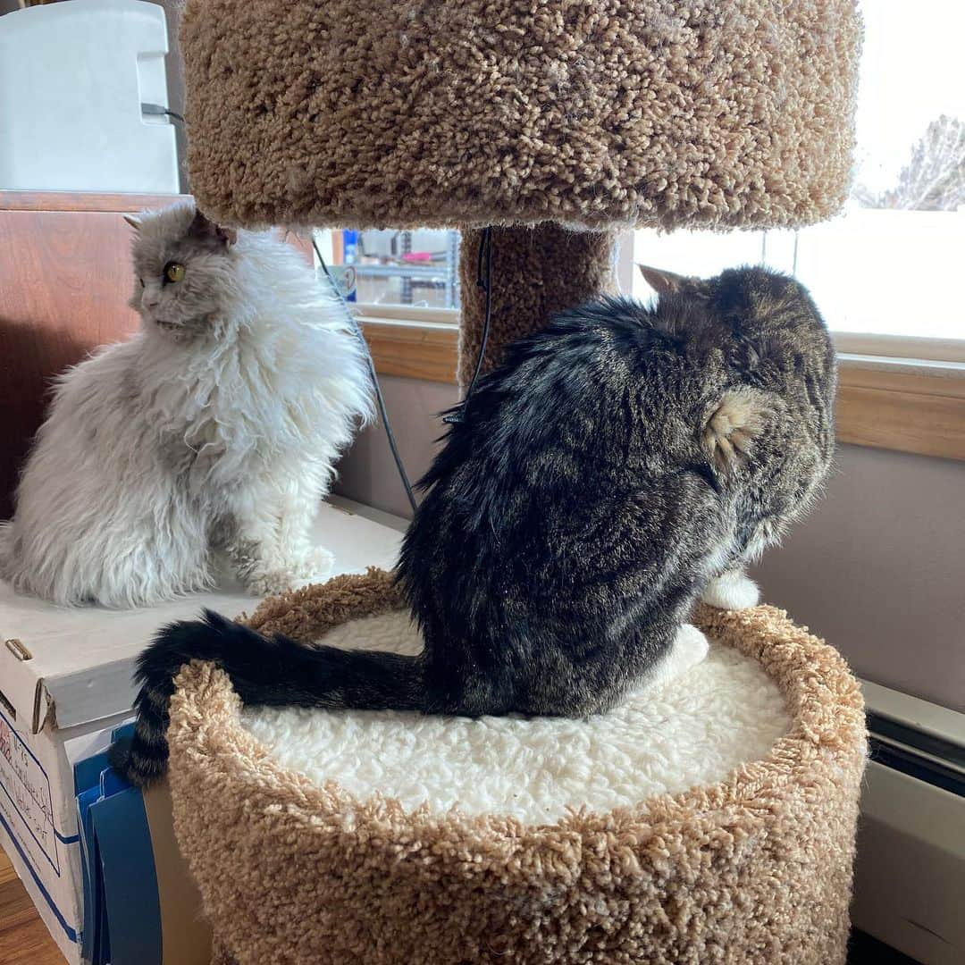 アルベルトさんのインスタグラム写真 - (アルベルトInstagram)「Last day, and we all know it. He’s not himself & my old pal who raced me to the food, played & laid with me, fought me for the top perch is a sad cat. It’s time.  We all love you Buddy.」1月29日 3時15分 - pompous.albert