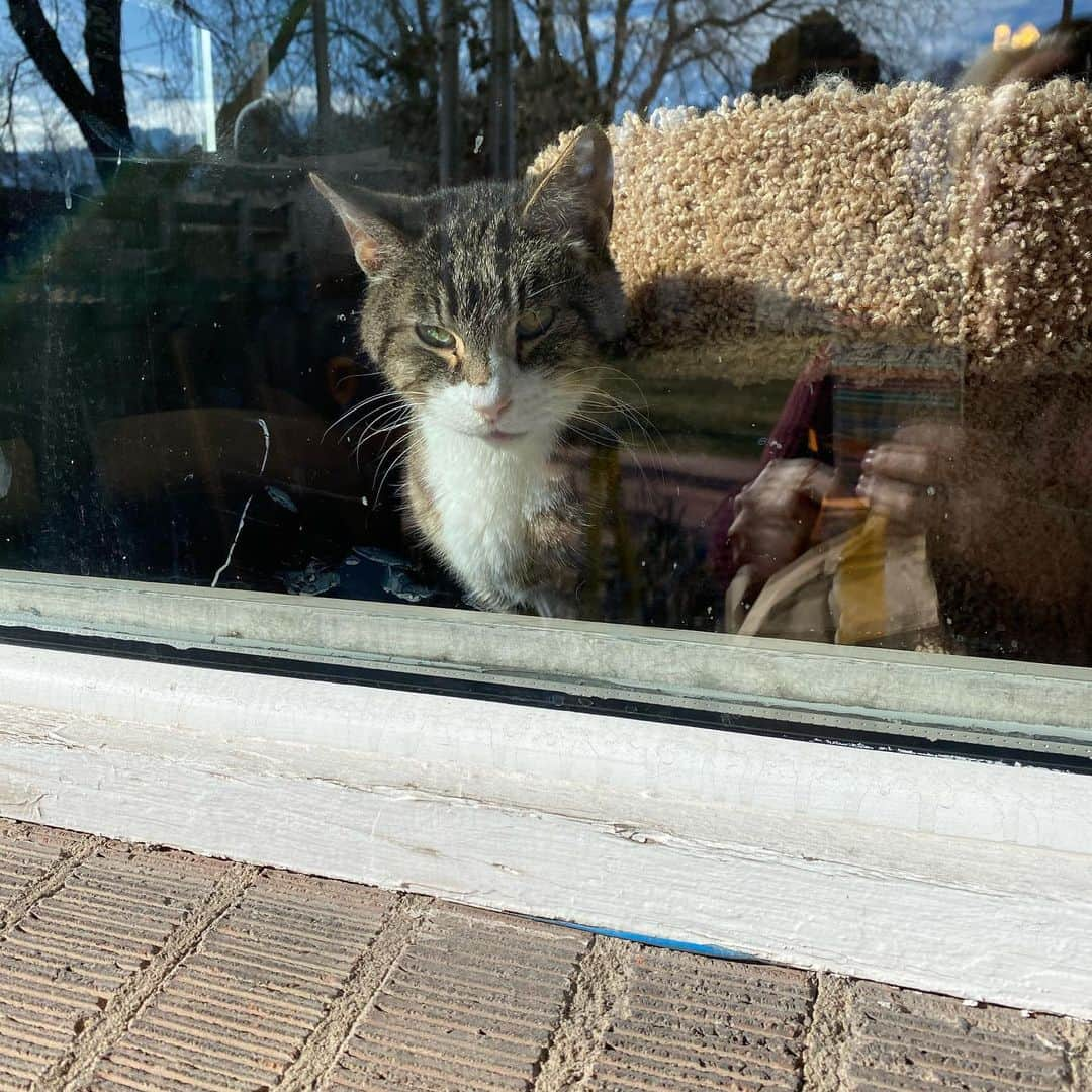 アルベルトさんのインスタグラム写真 - (アルベルトInstagram)「Last day, and we all know it. He’s not himself & my old pal who raced me to the food, played & laid with me, fought me for the top perch is a sad cat. It’s time.  We all love you Buddy.」1月29日 3時15分 - pompous.albert