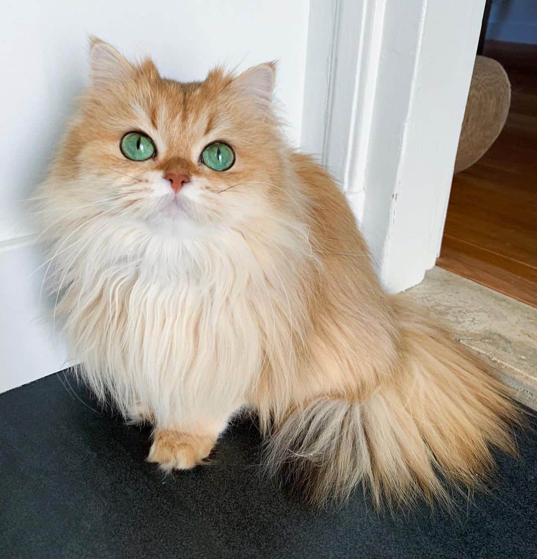 Smoothieのインスタグラム：「Feeling sassy.」
