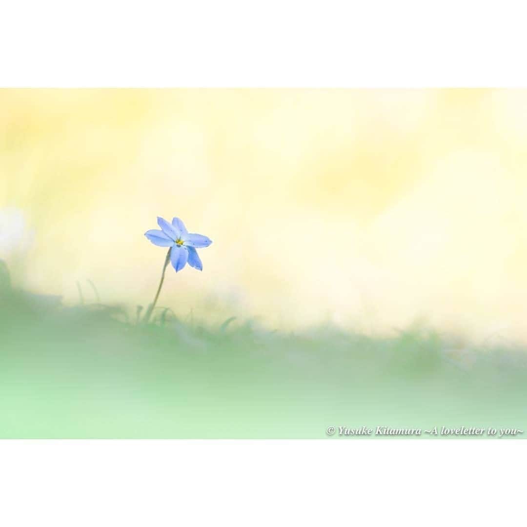 花の写真館のインスタグラム：「Photo by @keyynwa.⠀ https://instagram.com/keyynwa/⠀ .⠀ Original Post[投稿頂いたURL]⠀ https://www.instagram.com/p/BsNfTLTHrmY/⠀ .⠀ 本アカウントは、 #私の花の写真 をつけてInstagramに投稿された皆さまの花の写真や、「花の写真館」Facebookページで投稿された花の写真を紹介します。⠀ 「花の写真館」Facebookページは、「 @floral.photograph 」のプロフィールにあるURLからご覧ください。⠀ .⠀ #花の写真館 #floralphotograph #floralphoto #flower #flowers⠀ Follow: @floral.photograph」