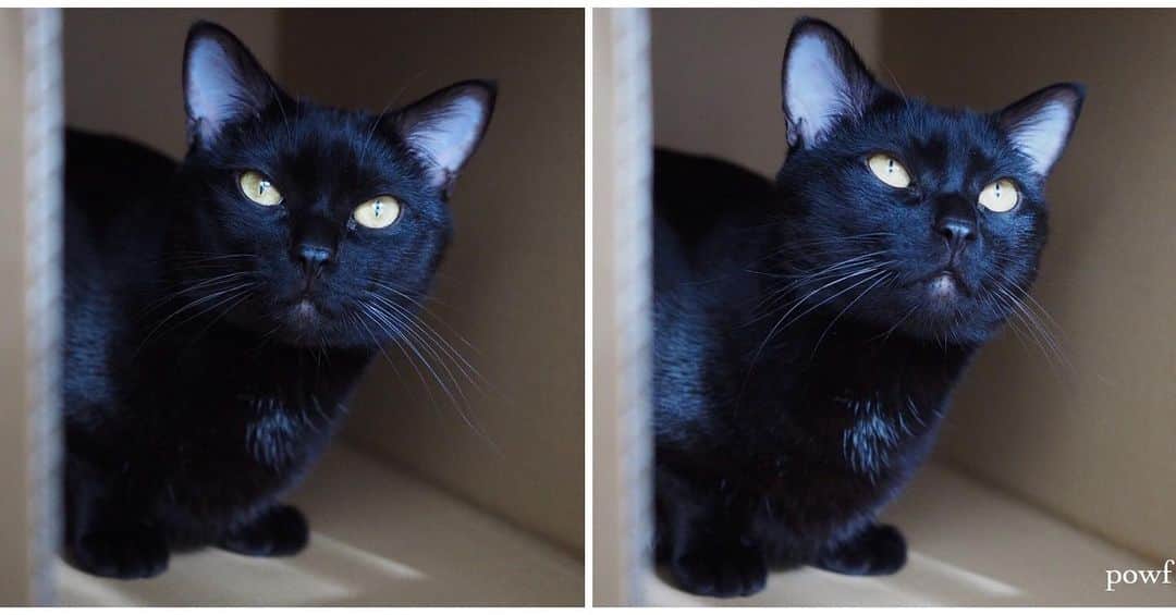 anemone_69のインスタグラム：「. #ハカセとキョウジュ #blackcat #黒猫 #cat #猫 #保護猫 . . .」