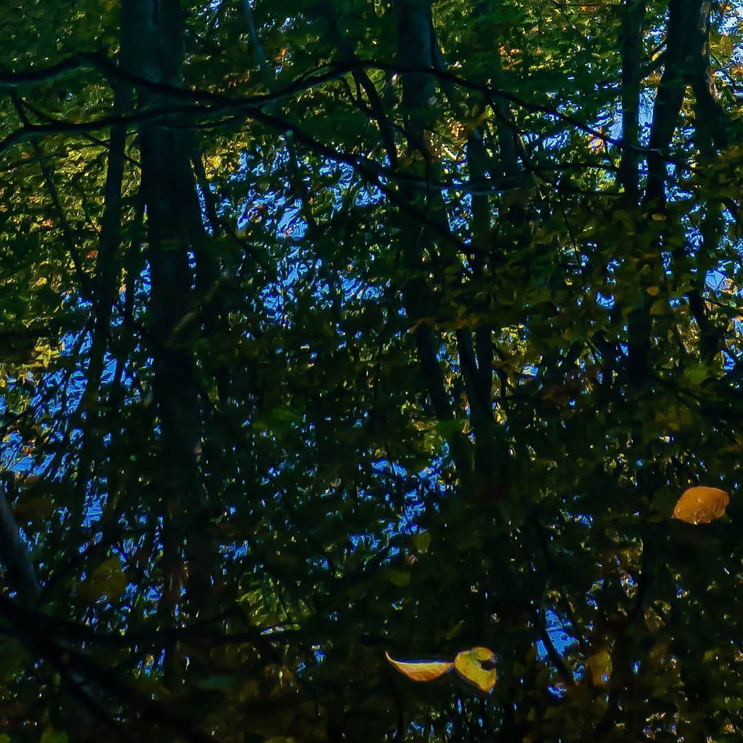 tomohiro koshikaのグルメインスタ