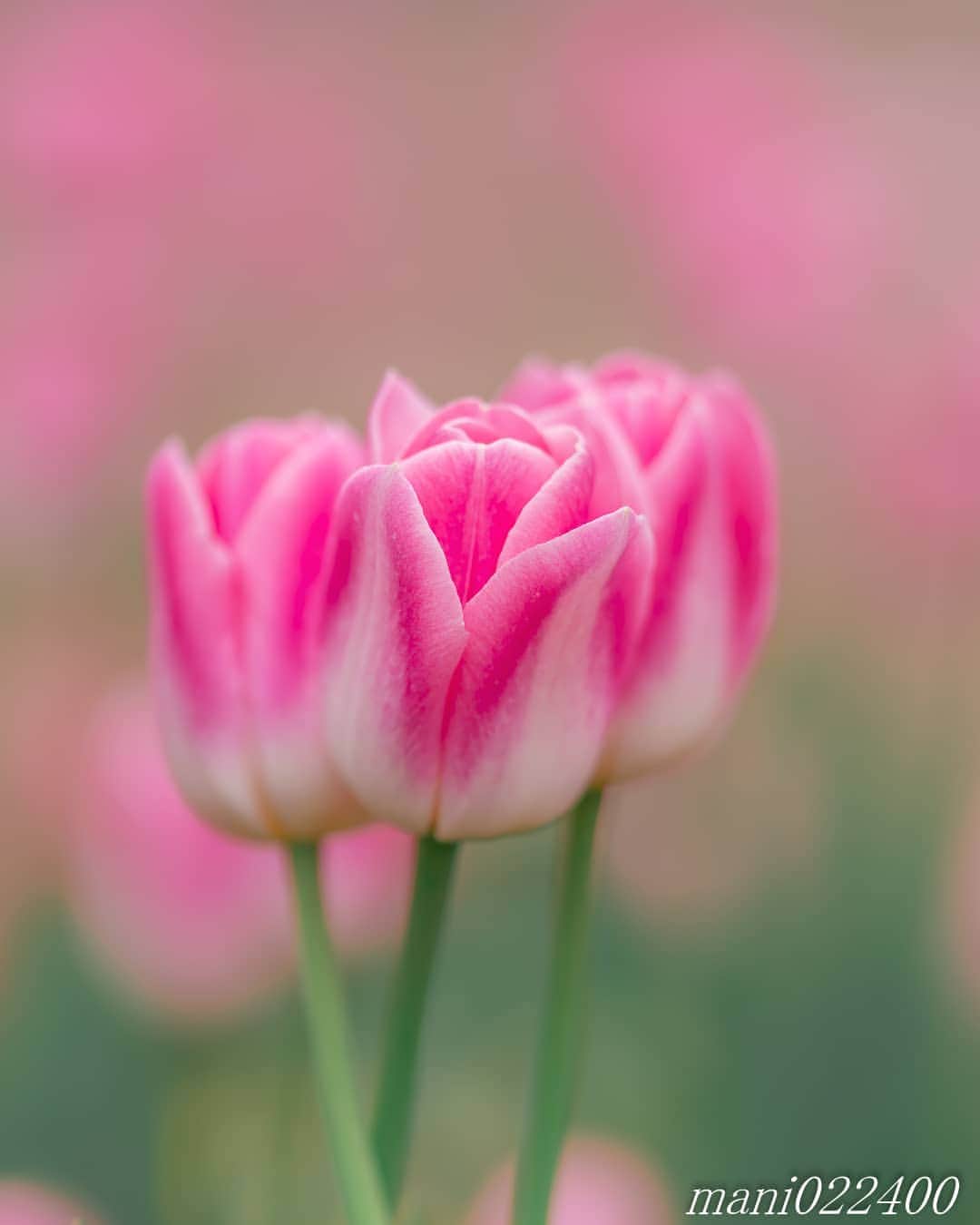 mani022400のグルメインスタ