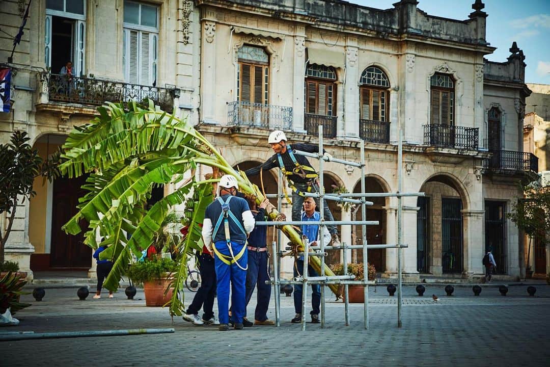 椎木俊介さんのインスタグラム写真 - (椎木俊介Instagram)「Botanical Sculpture in Cuba  Date: January 23 Thursday, 2020 Location: Plaza Vieja 23.136019,-82.349975 *Please insert this numbers to your Google map.  @azumamakoto @amkk_project @shiinokishunsuke  #azumamakoto #makotoazuma #shiinokishunsuke #amkk #amkkproject #flowers #flowerart #botanicalsculpture #東信 #東信花樹研究所 #cuba #HABANA #PlazaVieja」1月28日 20時14分 - shiinokishunsuke