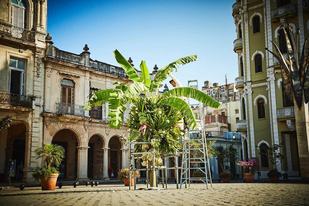 椎木俊介のインスタグラム：「Botanical Sculpture in Cuba  Date: January 23 Thursday, 2020 Location: Plaza Vieja 23.136019,-82.349975 *Please insert this numbers to your Google map.  @azumamakoto @amkk_project @shiinokishunsuke  #azumamakoto #makotoazuma #shiinokishunsuke #amkk #amkkproject #flowers #flowerart #botanicalsculpture #東信 #東信花樹研究所 #cuba #HABANA #PlazaVieja」