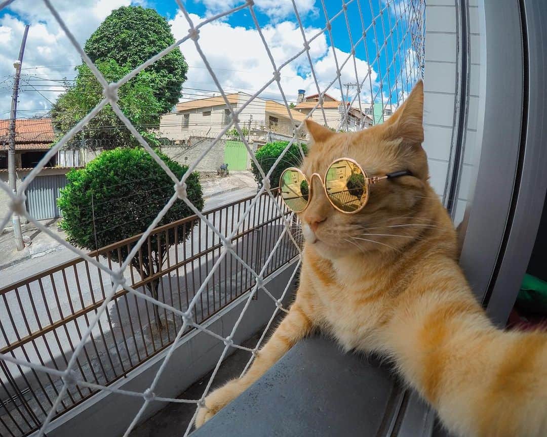 GoProさんのインスタグラム写真 - (GoProInstagram)「#猫 だってたまにはバカンスしてセルフィーの一枚でも撮る時はある 😺 ・ ・ ・ 📷 @vivianeracioppi ・ ・ ・ #GoPro #GoProJP #GoProBR #GoPro猫 #GoProのある動物 #猫のいる暮らし #ペット #セルフィー」1月28日 20時37分 - goprojp