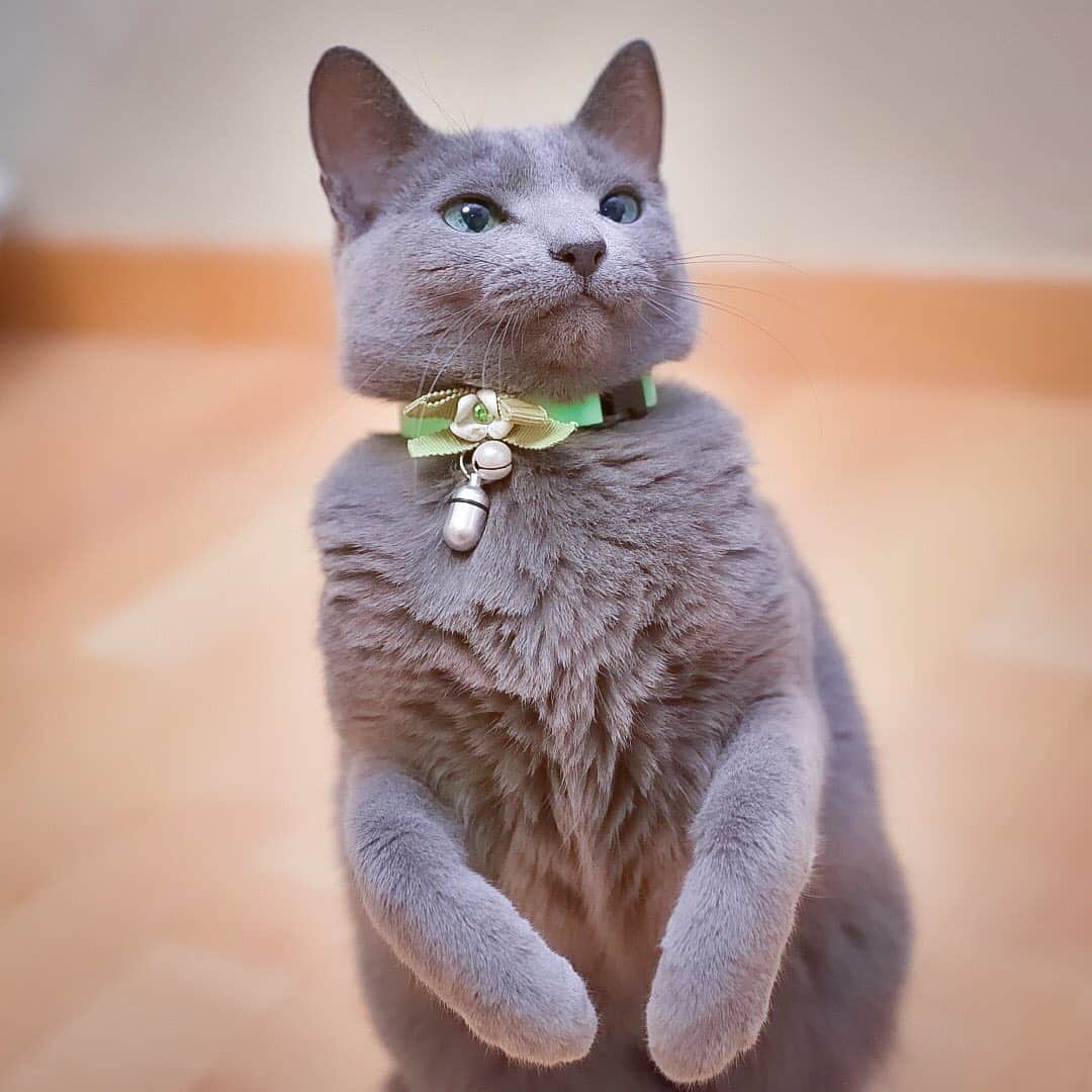 のインスタグラム：「★ Happy ★. . Meerkat⁉️😺. ミーアキャット⁉️ ちなみに二足立ちするのは姐さんだけにゃ〜😸. . .  Thank you for your warm comment 😌🙏🏻💖 Nyaamie also thank you from heaven😸🙏🏻👼🏻💕. I’ll resume from today 💖 . I appreciate your continued support. Cyuupy😸, Juno😽 and Sayo👩🏻. . . 沢山の温かいコメントをありがとうございました☺️💖にゃあみぃも天国からありがとうって言ってます😸🌈👼🏻　という事で今日から再開するので引き続きよろしくにゃ💖. ちゅうぴぃ😸じゅの😽サヨ👩🏻」