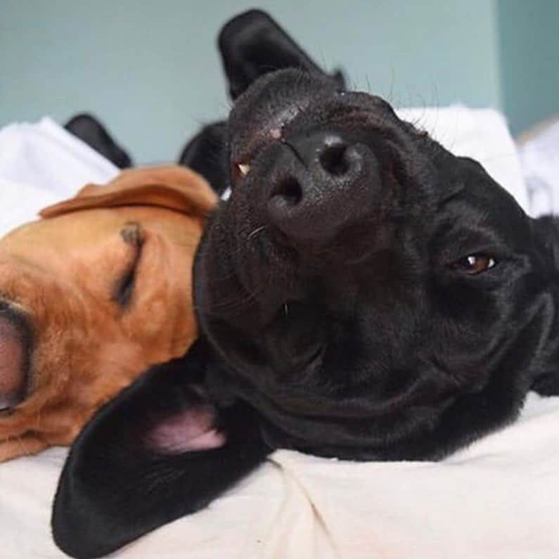 Jake And Gingerさんのインスタグラム写真 - (Jake And GingerInstagram)「Jake wants to thank everyone for sending him love! He had tummy trouble but the Dr gave him medicine and a new diet. He’s feeling much better ❤️❤️ #labsofinstagram #lab #dogsofinstagram #doglovers #doglife #dogloversofinstagram #foryou #foryoupage #foryoupage💙 #love」1月28日 21時29分 - jake_n_ginger