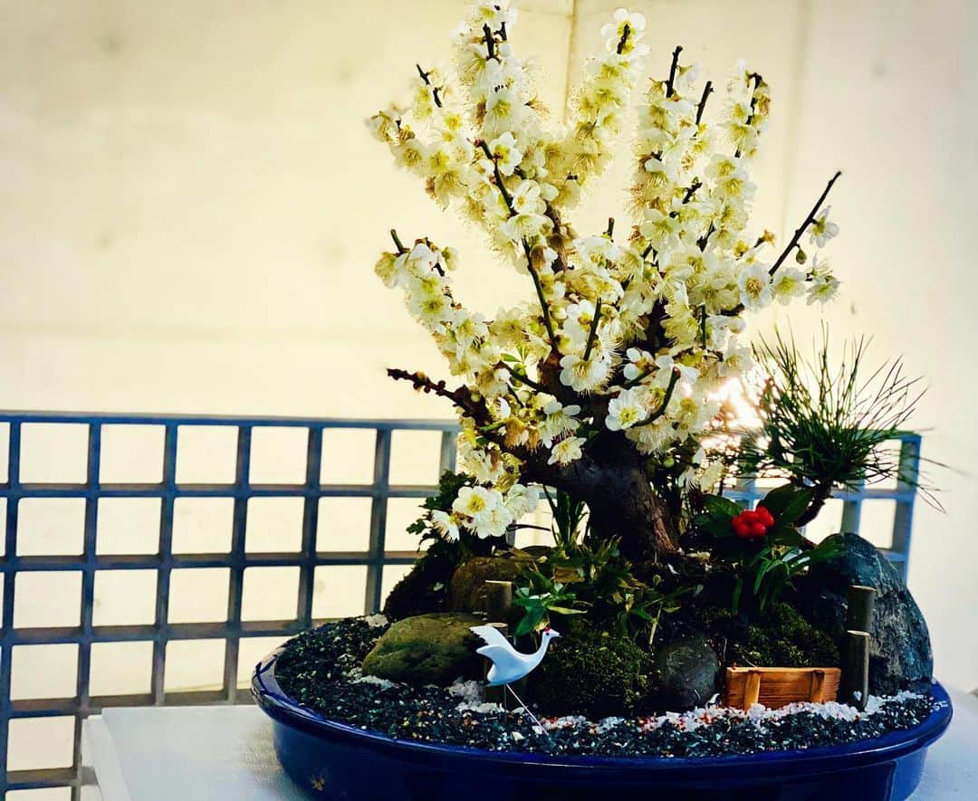 入来茉里さんのインスタグラム写真 - (入来茉里Instagram)「頂いた盆栽さん。 満開☺️いい香り ・ #盆栽 #梅 #japan #bonsai #flower #flowers」1月28日 21時51分 - iriki.mari_official