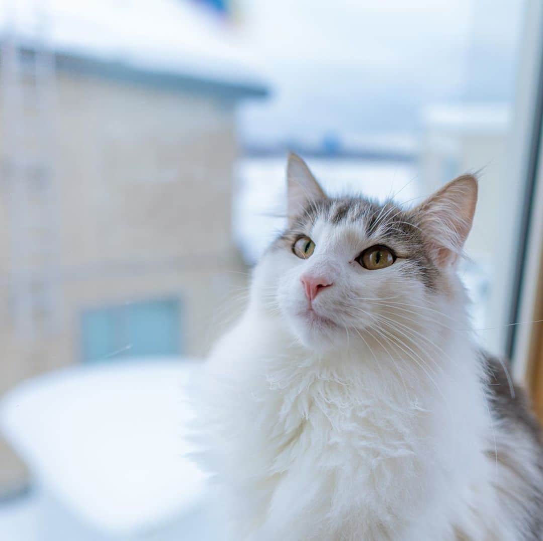 マアルのインスタグラム：「ナツメさん #🐈 #北海道 #旭川 #ペットホテル #ノルウェージャンフォレストキャット」