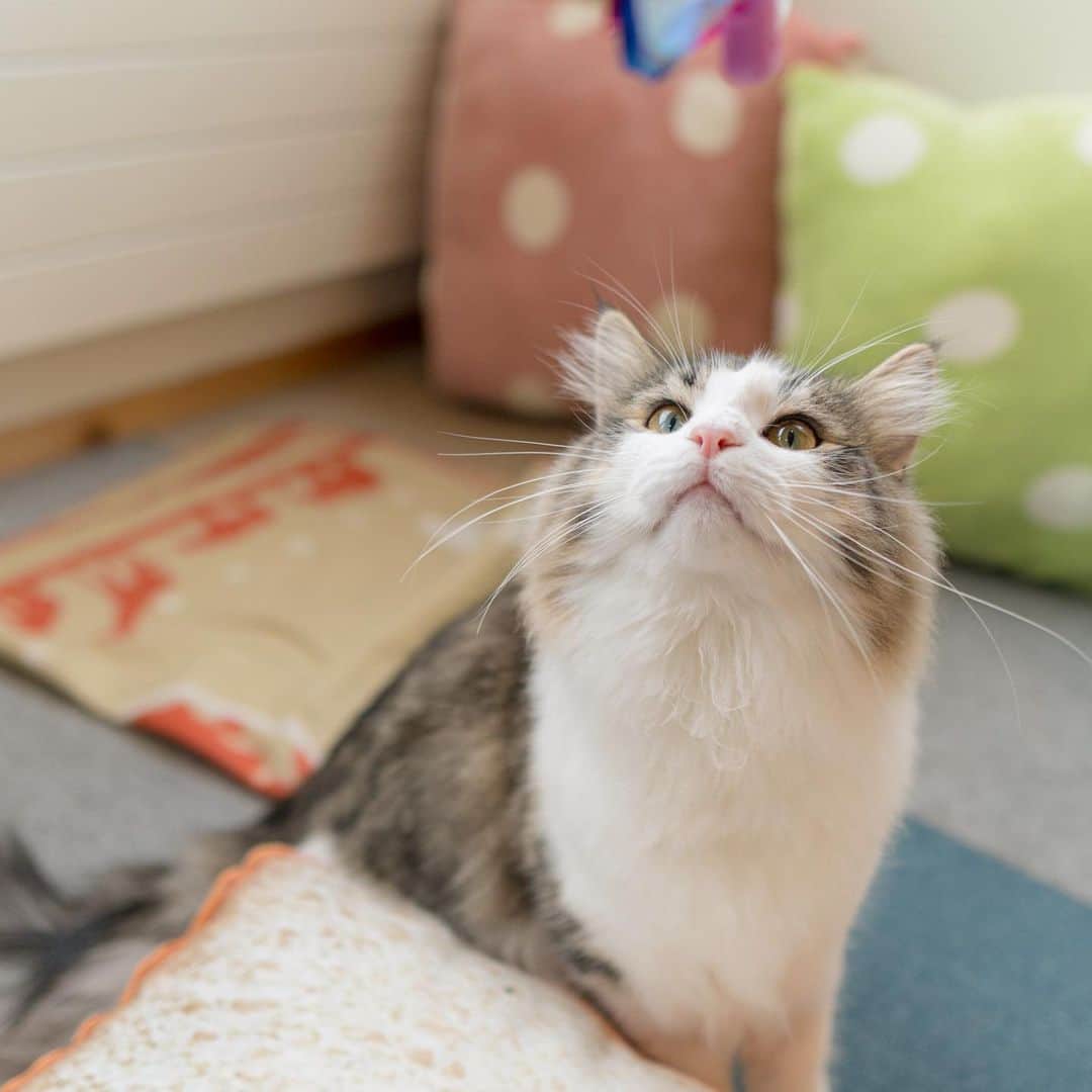 マアルのインスタグラム：「リッケさん #🐈 #北海道 #旭川 #ペットホテル #ノルウェージャンフォレストキャット」