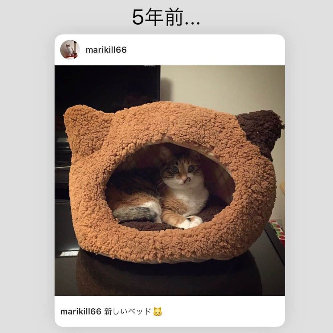 marikill66さんのインスタグラム写真 - (marikill66Instagram)「✼ 一緒に入ってにゃかよしね🥰💕 * 5年前に買ったベッド✨ 随分横に伸びました😂 * * #ニャイドル祭 #リラックスmiawmiaw2019冬 #ペットリハウス #〇〇すぎるイヌネコ #ペトラフ #ペトラフ福来る #我が家のキャティーマン #loveにゃんこ #イーニャッカマニア #イーザッカマニアストアーズ * #catsofinstagram #instacat_meows #IGersJP #rakutenpet #nyancon01 #mmts_nekotomo #無敵の親バカ同盟 #関西ねこ部 #ふわもこ部 #ペコねこ部 #ペトこと猫部 #peppyフォト部 #スタペグラム #ねこのきもち #サンデイ #朝ワンコ夕ニャンコ #ペトラフ #今日のうちの子 * #fukukohakucha #marikill66_0128」1月28日 22時20分 - marikill66