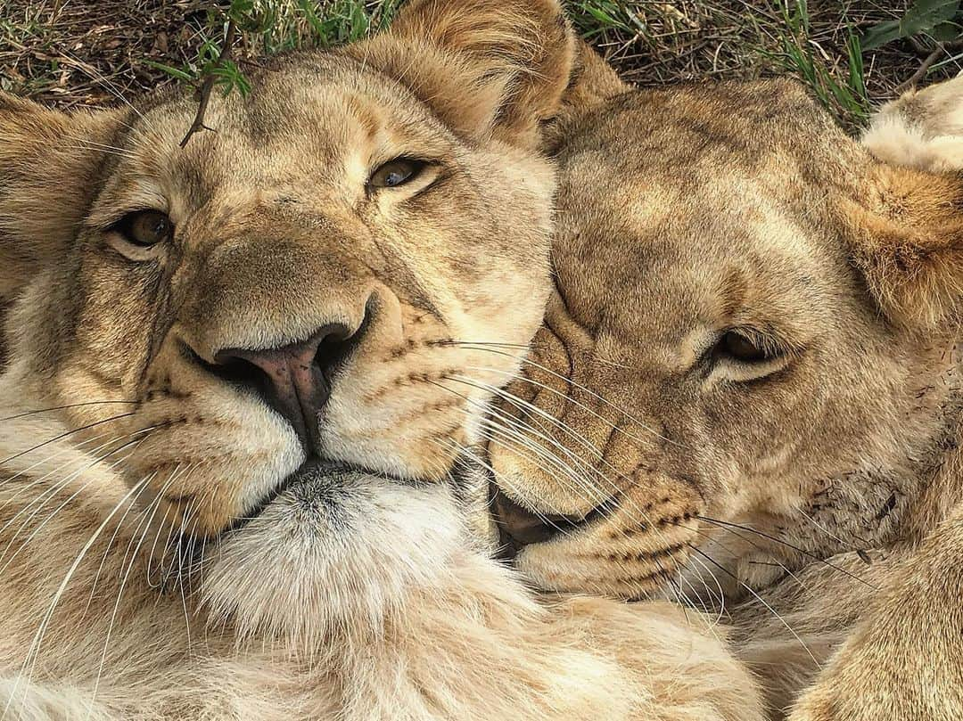 Kevin Richardson LionWhisperer さんのインスタグラム写真 - (Kevin Richardson LionWhisperer Instagram)「This is what lions get up to when you leave your mobile phone unattended. #lionselfie #selfies #selfiegeneration」1月28日 22時34分 - lionwhisperersa