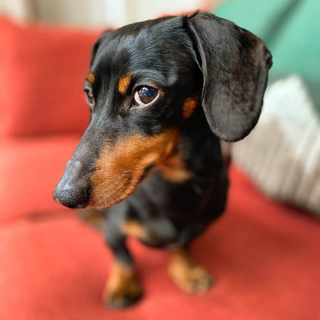 Crusoe the Celebrity Dachshundさんのインスタグラム写真 - (Crusoe the Celebrity DachshundInstagram)「“Did I just hear a crinkle come from your pocket? Because if so you need to share!” ~ Crusoe」1月29日 4時25分 - crusoe_dachshund