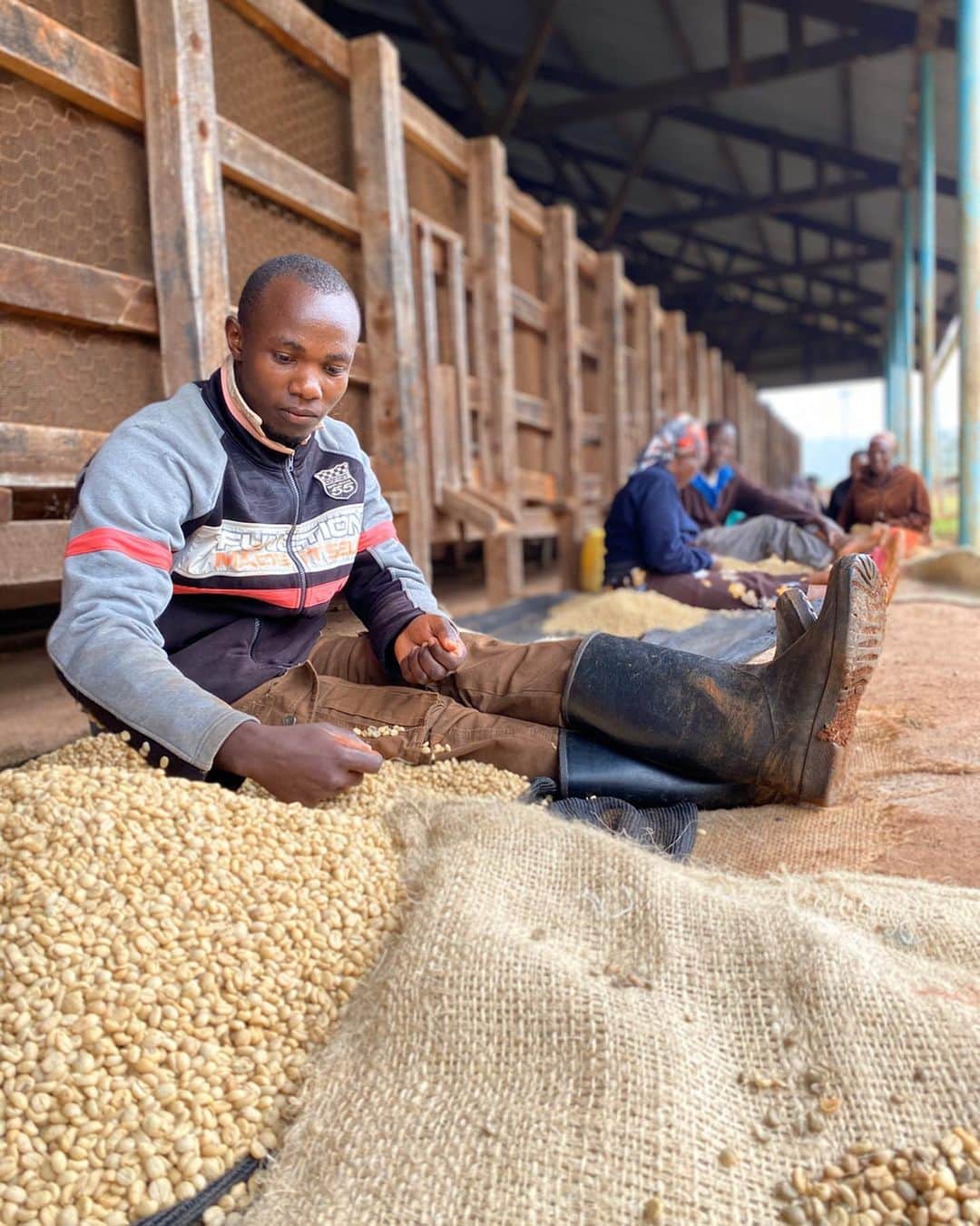 Mel Coffeeさんのインスタグラム写真 - (Mel CoffeeInstagram)「. . 【Kenya Day2-2】  Kenya 2日目午後。  NyeriのKaratinaにまで移動しCeentral Kenya Coffee Millにてカッピング。Mel Coffee Roastersで取扱させて頂いているケグワのロット違いのコーヒーやジャスミンの様なフレーバーのもつコーヒーに出会えました。  その後、 1710mにあるKiyambara ウォッシングステーションへ視察。Johnsさんにお会いしました。ここではKagimo-ini, Kiamabara,Koenji, Gathugu,Gatinaを扱っていて、コーヒー収穫時期から25人の人が働いています。チェリーを年間389t 、生豆を年間65t 取り扱うようです。レシービングステーションに運ばれてきた品種はSL28, SL34,Ruiru , Batian.。収穫したチェリーをB1(better),B2グレードにハンドピック、ウエイトを計り、B1(傾斜の高い),B2(傾斜の緩い)をタンクに分け、パルピング、以前使っていたコロンビア製のペナンゴスパルパーはパーチメントにダメージを与えるそうで、イギリス製のマッキンロンのパルパーにてパルピング、比重の重いもの、軽いものに選別し、14時間ほど発酵槽につけ、ウォッシングチャンネルにて水圧をコントロールしながらさらにグレード、そしてソーキングを1日。ソーキングをしっかりし、少しでも残ったミューシレージを取り除く事が重要とのこと(テクスチャーとクオリティーが変わる) 後、傾斜になっているスキンベッドにてソーキングされた水分を乾燥させながらさらにハンドピック。最後にアフリカンベッドにて18日乾燥。  続いてWachuriへ。  Wachuri farmers corporatise society 。1700mに位置し、シーズンで151000kg のチェリー、生豆が 30t 働いている人は754人。 品種Sl28 sl34 ruiru11 を扱っています。マネージャーのジョシュアさんに案内して頂きました。 Kiyambaraとの違いは発酵槽につける時間が36時間。ソーキングは12時間、スキンベッドはなくグレードと水分値でパーチメントを分けてから乾燥を14-21日間。  ケニアのコーヒー豆は他の国とウォッシュの仕方が少し違い最後にソーキングという水につける作業を約1日行います。ただこの作業でどう味わいに変わるのかという所は農園の方もはっきりとは分かっていない部分もあるようで、最近ではソーキングしていないところもあるそうだ。  グアテマラのエルインフェルト農園のアルトゥーロアギーレさんもソーキングを行っている品種もあるようですが、目的が少し違うよう。彼は冷たい水につける事でさらに有機酸を促進させることが出来るのではないかと考えていて、ここのソーキングは成功しているようだが、一方で、コロンビアでソーキングを試みた場所はあるようだがソーキングの水が冷たくないことから失敗している所もたくさんあるようです。冷たい水なのか違うのかという所にはポイントがありそうですね。  Dorman社のコネクションの強い場所ではダイレクでトトレードで購入する事も可能だ。 Farmers Corporative society での締めくくりも目立ってきていますが、Dorman社ではウォッシングステーションまでトレーサビリティを明確にする事ができる。トランスペアレントが明確になる事で今後のスペシャルティーコーヒーインダストリーもかなり変わってくるでしょう。  直接ウォッシングステーションの指導に関わっている場所がキーを握っているように思います。  #melcoffeeroasters  #nyeri #kenyancoffee」1月28日 23時12分 - melcoffeeroasters