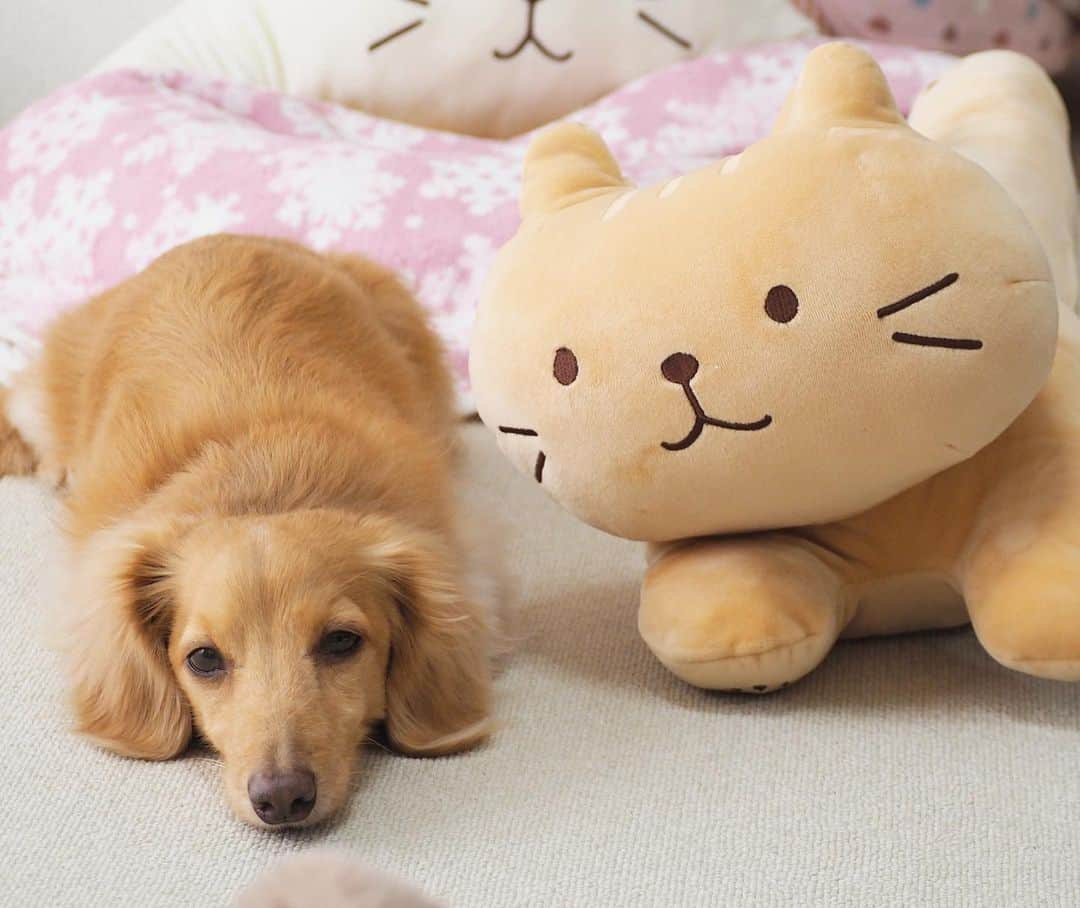 Sora Momoさんのインスタグラム写真 - (Sora MomoInstagram)「大きい猫ちゃんと並んでうとうとそら🐶🐾 ☺︎ 大きな猫ちゃんと遊んで遊び疲れたそら 隣に寝そべってうとうと 猫ちゃんが寝ちゃったの？って話しかけてるみたい😊 ☺︎ #大きな猫ちゃんのぬいぐるみ#そらのお気に入り#毎日一緒#並んでうとうと#寝ちゃったのかな  #ダックス#ミニチュアダックス #dachshund #miniaturedachshund」1月28日 23時27分 - teratera_sorapu_