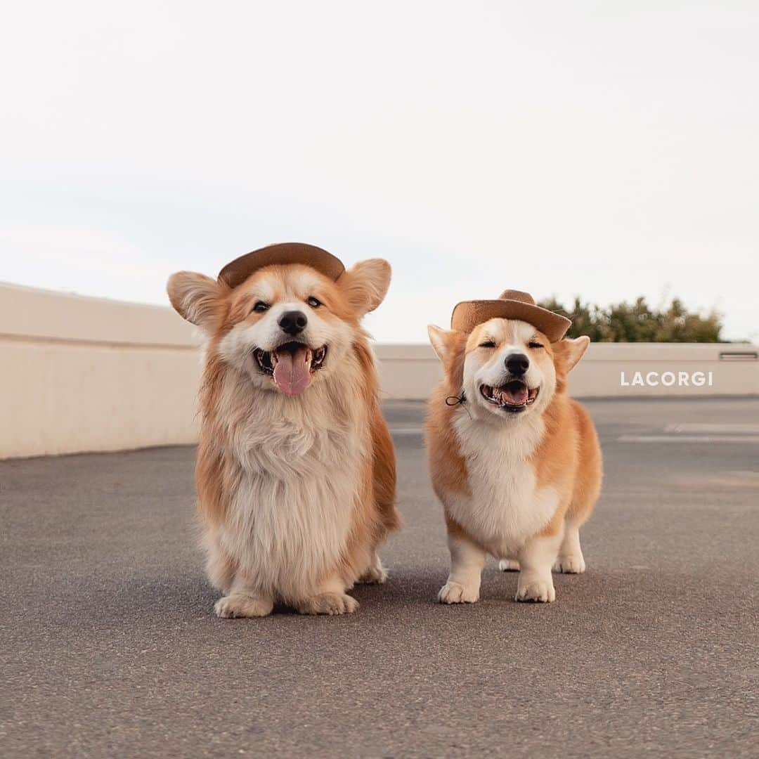 Geordi La Corgiさんのインスタグラム写真 - (Geordi La CorgiInstagram)「We may live across the pond from each other but have the same taste in hats! (@lecorgi + @lacorgi) 🇬🇧🇺🇸 ⁣ ⁣ Also Geordi looks so puny next to Marcel 🤣🤣」1月29日 0時13分 - lacorgi