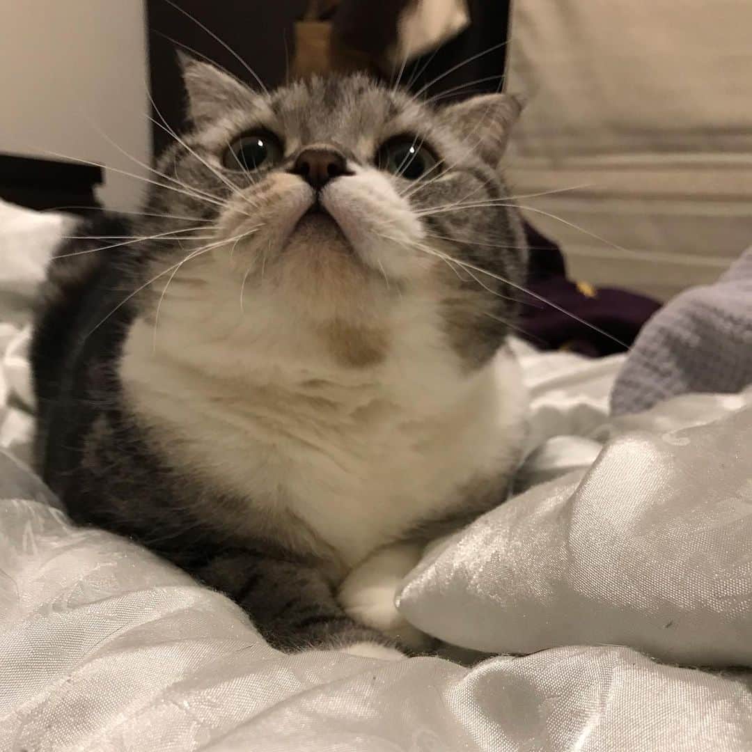 KATSUOのインスタグラム：「輪ゴムを狙う . #cat #catsofinstagram #catstagram #instacat #cutecat #katsuo」